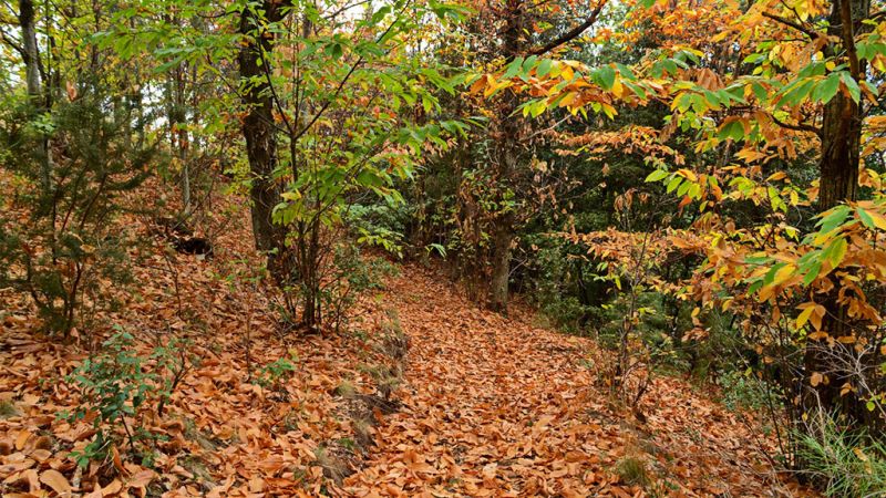 Bosco 18.11.2022 6b553 a846c97e - Il conservatorio Etnobotanico di Sersale, patrimonio di piante officinali - 1 Il conservatorio Etnobotanico di Sersale, patrimonio di piante officinali