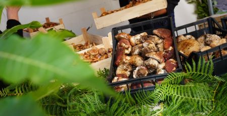 Funghi Sila a806ff32 - Meraviglie di Calabria - 19