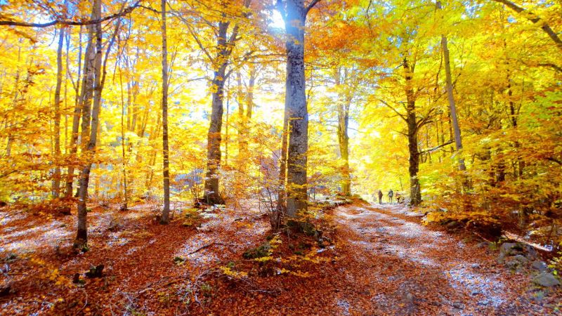 Sila foliage ph Salvatore Maida 11 a8eaab2e - Foliage in Calabria, l'oro d’autunno tra i boschi dei Parchi naturali - 1 Foliage in Calabria, l’oro d’autunno tra i boschi dei Parchi naturali