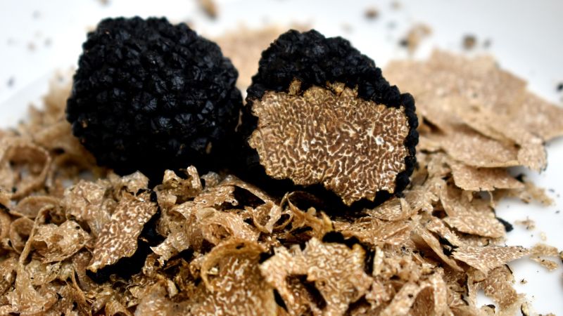 tartufo 2 a8c6eefc - A caccia di tartufo sul Pollino, con Catasta un fine settimana di scoperte - 1 A caccia di tartufo sul Pollino, con Catasta un fine settimana di scoperte