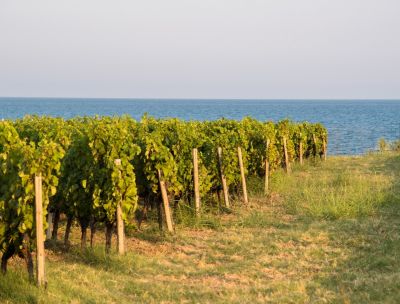 Vitigno librandi ph luca savettiere a932bda7 - Home - 35 Milano-Cortina, a Casa Italia il Cirò Rosso Classico Doc Librandi
