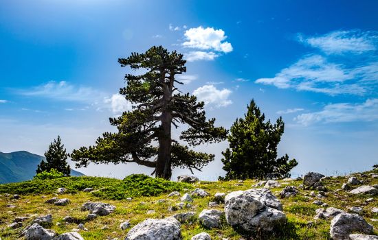 Pollino pino loricato 1 aa614b59 - Meraviglie di Calabria - 3