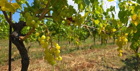 Uva zibibbo aaa5f7b3 - Meraviglie di Calabria - 11