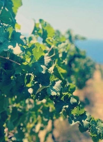 Nesci ad99c41e - Vino Olimpia Palizzi Bianco IGT (Confezione da 6pz) - Cantina Nesci - 2 Nesci ad99c41e - Meraviglie di Calabria - 1