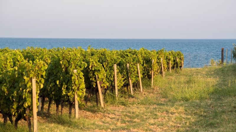 Milano-Cortina, a Casa Italia il Cirò Rosso Classico Doc Librandi