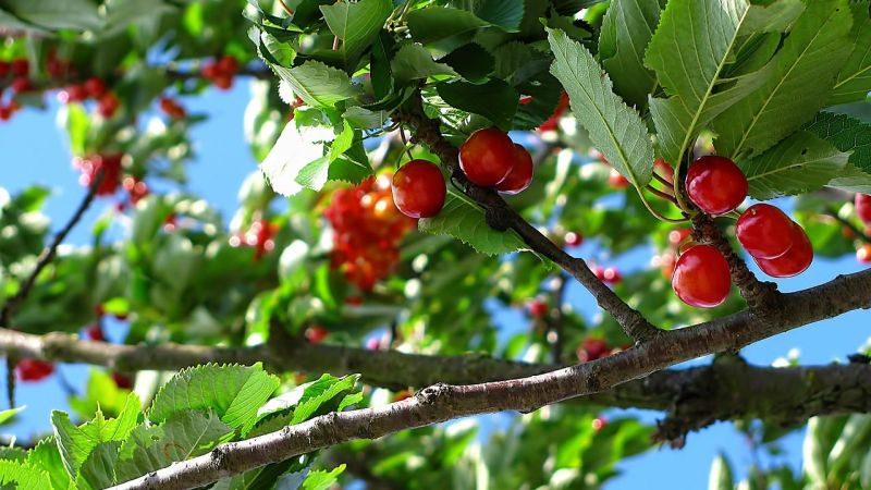 Ciliege albero ae51046b - TuttoFood e Macfrut, a Milano e Rimini l'agroalimentare calabrese - 1 TuttoFood e Macfrut, a Milano e Rimini l’agroalimentare calabrese