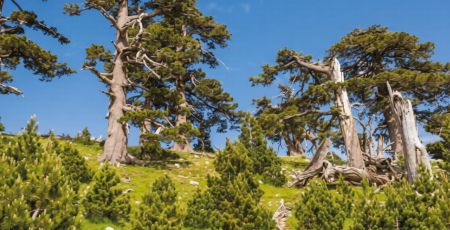 Pollino ph visitpollino.it 5 ae720ca9 - Meraviglie di Calabria - 33
