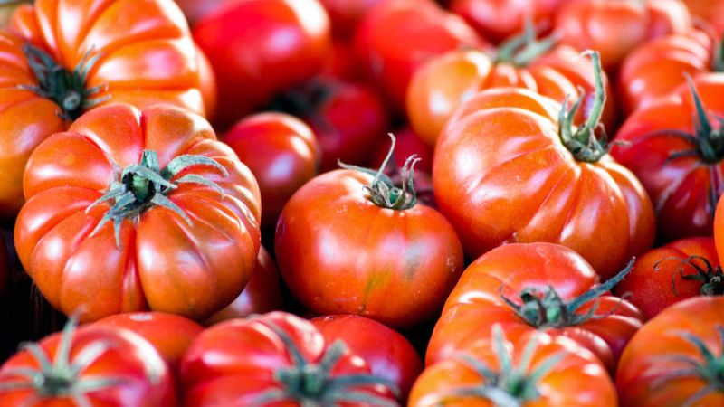 PomodoroBelmonte 1200x800 af07b2af - That's amore, il pomodoro di Belmonte incontra l'aglio di Voghiera - 1 That’s amore, il pomodoro di Belmonte incontra l’aglio di Voghiera