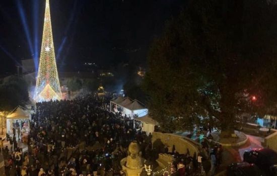 albero n b0d3dd1b - Meraviglie di Calabria - 7