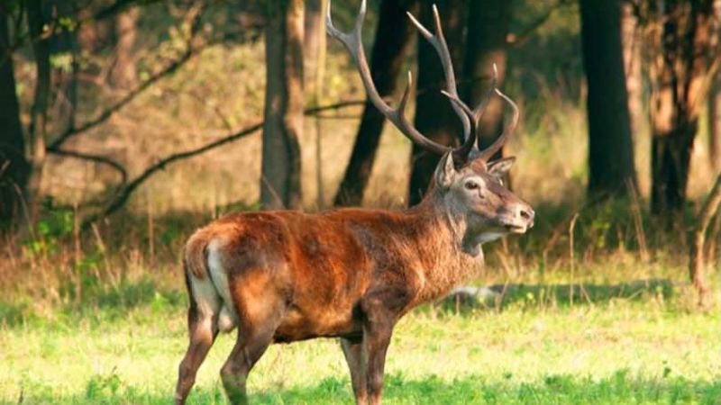 Difesa degli animali, Calabria in prima linea nel 2023