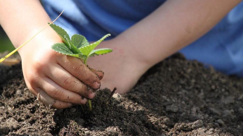 orto terra mano bimbo pianta b0c1f14f - Scuole nel verde, a Roccella Ionica l'Aula Natura di WWF e P&G Italia - 1 Scuole nel verde, a Roccella Ionica l’Aula Natura di WWF e P&G Italia