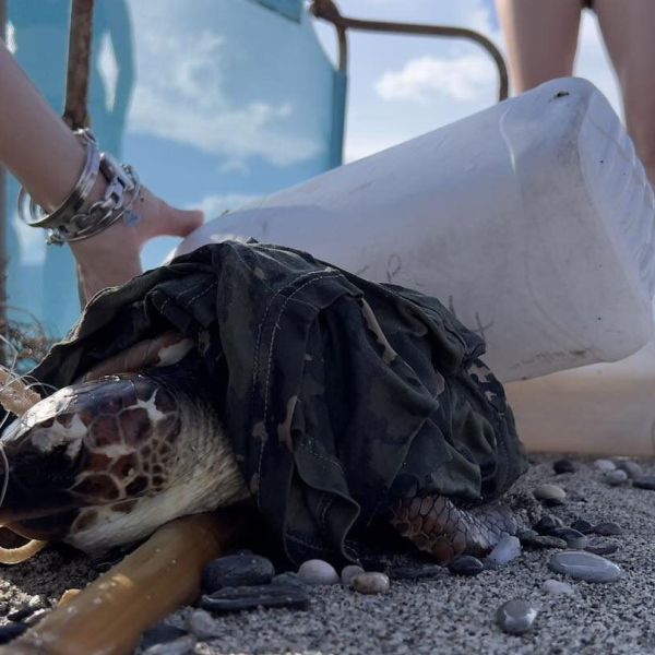 Gaia, la tartaruga marina soccorsa a Brancaleone da Blue Conservancy