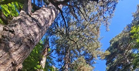 Giganti della Sila 4 e1773147869102 b24a0bb7 - Meraviglie di Calabria - 24