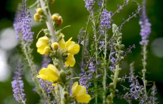 Piante officinali 6 b2c4baa1 - Meraviglie di Calabria - 1