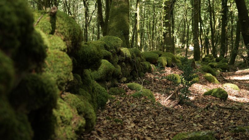 L’Aspromonte delle Faggete vetuste, come vivere una favola