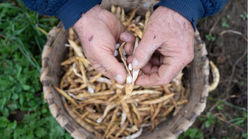 Fagiolo Poverello bianco %C2%A9Vincenzo Alvaro e Francesco Limonti scaled b30bc2e6 - Sul Pollino arriva Slow Beans, il meeting sul valore dei legumi - 1 Sul Pollino arriva Slow Beans, il meeting sul valore dei legumi