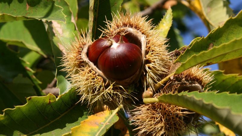 castagne b3795df6 - Sopra l'albero, il pane. La ricchezza della castanicoltura calabrese - 1 Sopra l’albero, il pane. La ricchezza della castanicoltura calabrese