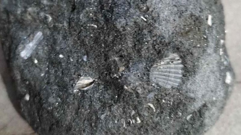fossile e1706142286922 b3aad480 - Oltre 3 milioni di anni fa a Cosenza c’era il mare - 1 Oltre 3 milioni di anni fa a Cosenza c’era il mare