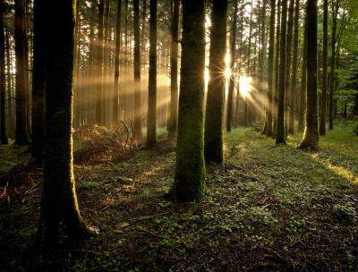 La foresta della felicità, nel Bosco Archifòro a passo di Shinrin-yoku