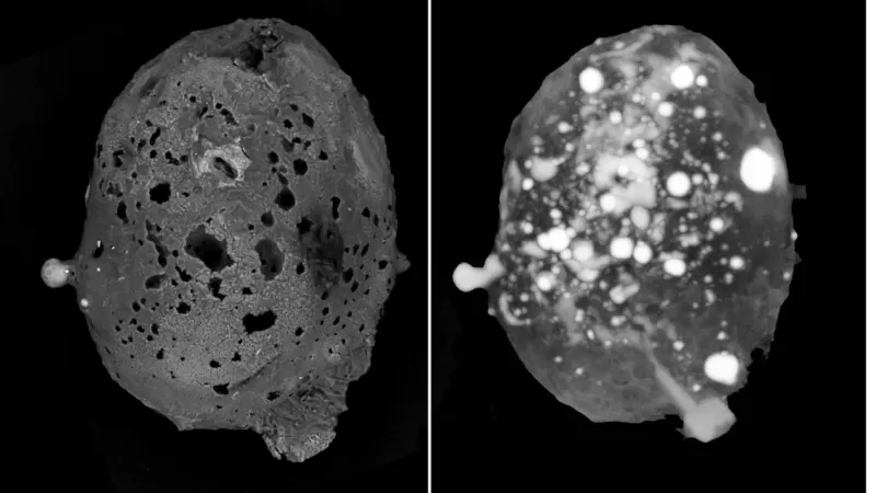 jhsjkhak cce7d2a4 b406b775 - In Sila il rinvenimento del secondo quadricristallo caduto sulla Terra migliaia di anni fa - 1 In Sila il rinvenimento del secondo quadricristallo caduto sulla Terra migliaia di anni fa
