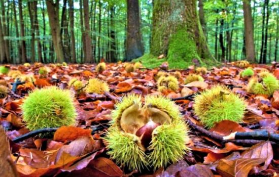 un castagneto e i suoi frutti b4b3f439 - Meraviglie di Calabria - 5