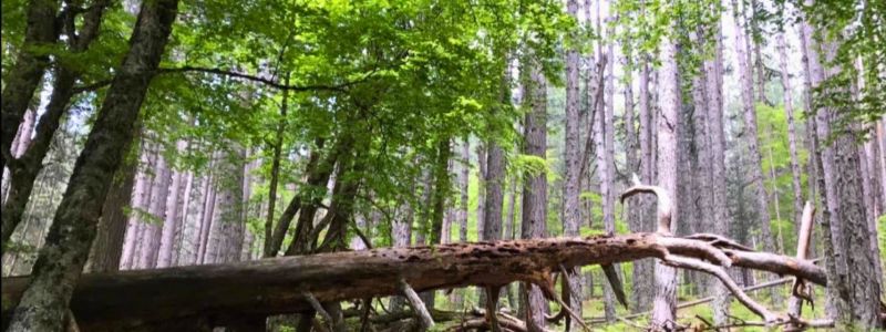 I Giganti della Sila a riposo per un po’, la Riserva FAI si rigenera
