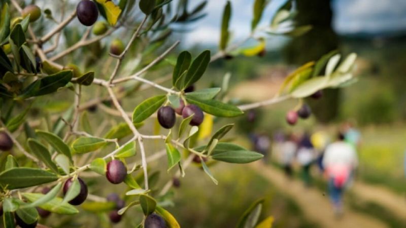 Oleoturismo e1714515337310 b5b25fff - Oleoturismo, la MetroCity di Reggio protagonista della "Merenda nell’Oliveta" - 1 Oleoturismo, la MetroCity di Reggio protagonista della “Merenda nell’Oliveta”
