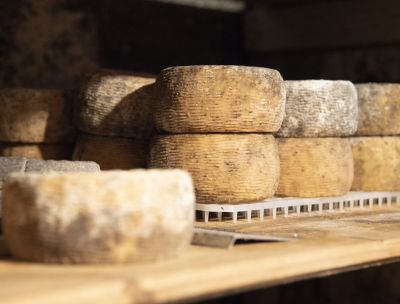 I caprini d’Aspromonte, tre produttori allevano e trasformano il latte sulla montagna calabrese