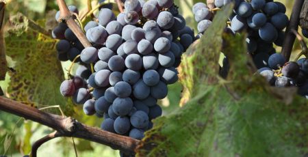 uva_vino_calabria