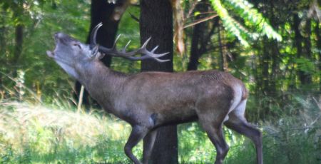 Cervus_elaphus_italicus_roaring