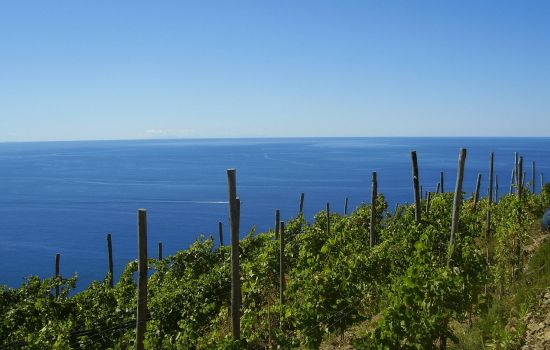 vitigno eroico b6c9875c - Meraviglie di Calabria - 1