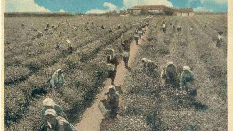 La raccolta del gelsomino a Brancaleone in una cartolina depoca b7375323 - Le donne del profumo, la storia delle gelsominaie all'UniMed RC - 1 Le donne del profumo, la storia delle gelsominaie all’UniMed RC