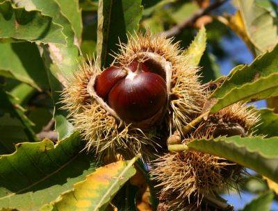 Sopra l’albero, il pane. La ricchezza della castanicoltura calabrese