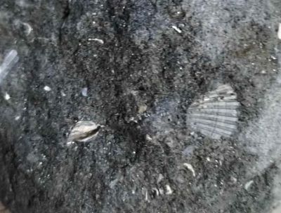 Oltre 3 milioni di anni fa a Cosenza c’era il mare