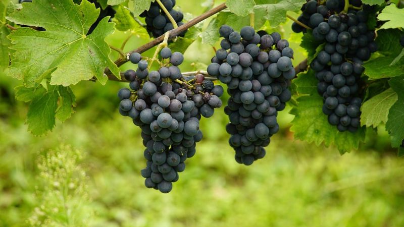 grapes 2 b701afb1 - Vini rari di Calabria, una storia di passione “sartoriale” - 1 Vini rari di Calabria, una storia di passione “sartoriale”