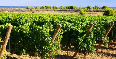 vigneto cover b8d9071b - Meraviglie di Calabria - 39