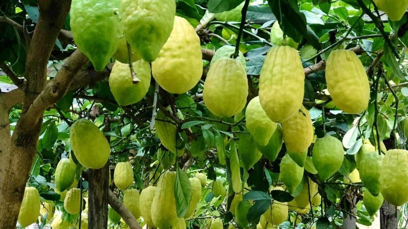 Il Cedro: fascino, mistero e fede della Calabria agricola