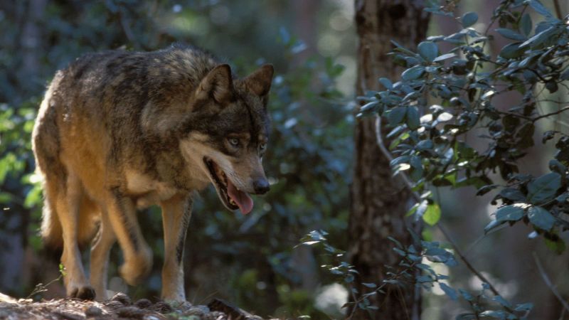 Sila lupo b9e1ce44 - Tra i sentieri del lupo: nei boschi dell'Aspromonte per la salvaguardia della specie - 1 Tra i sentieri del lupo: nei boschi dell’Aspromonte per la salvaguardia della specie