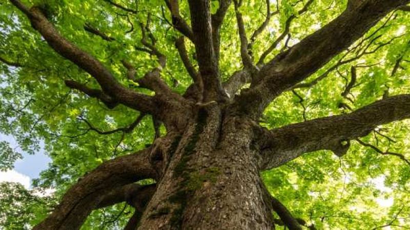 copertinagiornata alberi natura b9ac4604 - È la Giornata nazionale degli alberi, uno sguardo ai monumenti verdi di Calabria - 1 È la Giornata nazionale degli alberi, uno sguardo ai monumenti verdi di Calabria