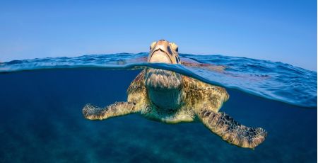 caretta caretta 1 ba0ed789 - Meraviglie di Calabria - 37
