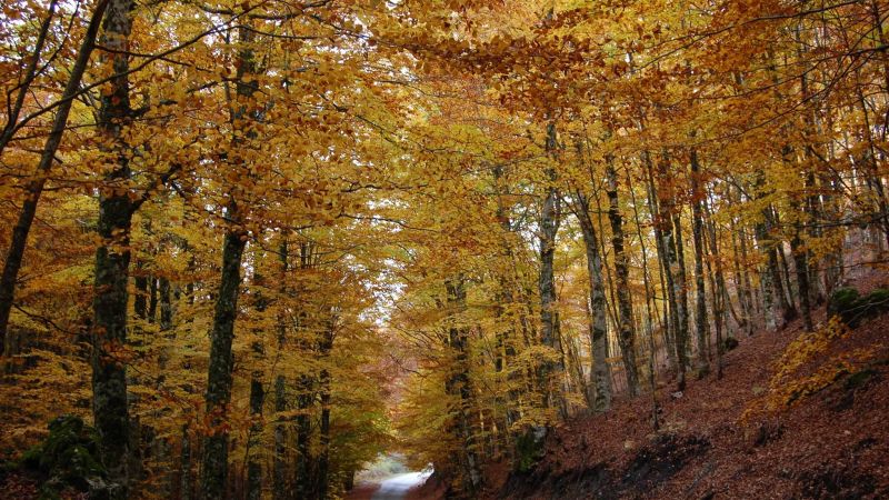 faggetavetustadel pollinellon bab7f3c0 - Pollino, gli studi sulle Foreste vetuste come archivi viventi di biodiversità - 1 Pollino, gli studi sulle Foreste vetuste come archivi viventi di biodiversità