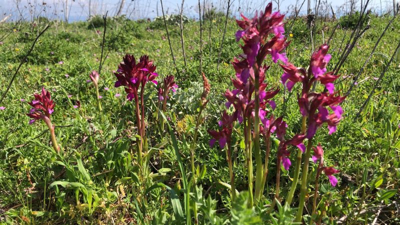 sentiero orchidee 8 ba9bc209 - Tra Palermiti e Gasperina il sentiero delle Orchidee e Peri monumentali - 1 Tra Palermiti e Gasperina il sentiero delle Orchidee e Peri monumentali