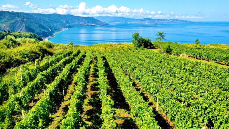 Vitigni antichi e produzioni bio, l’attualità dei vini calabresi