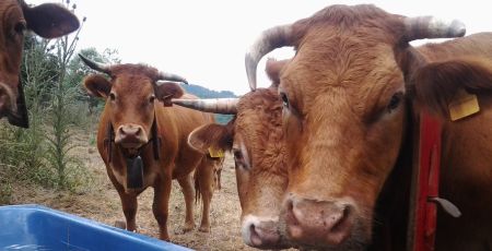 campagna allevamento Natura Carne filiera 3 bbda6837 - Meraviglie di Calabria - 35
