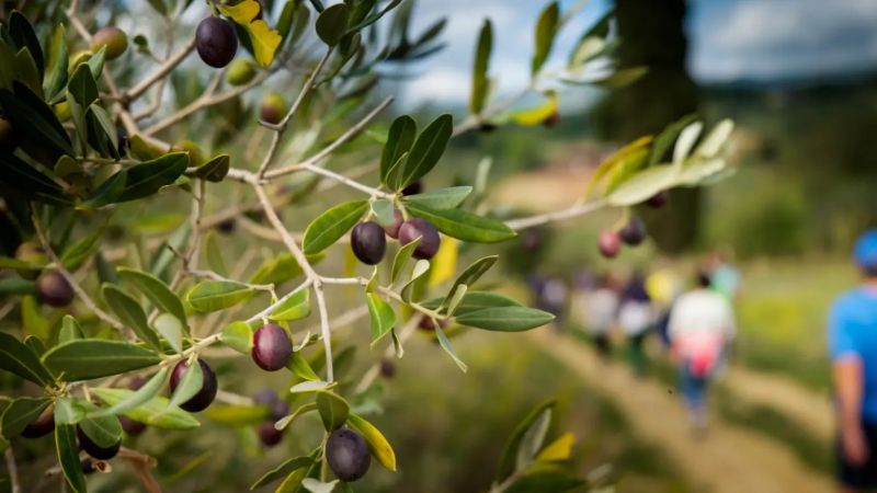Oleoturismo, da Cotronei il lancio di un modello per la Calabria