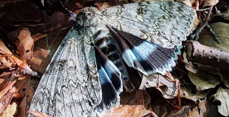 parco nazionale del pollino specie impollinatrici bb121337 - Meraviglie di Calabria - 37