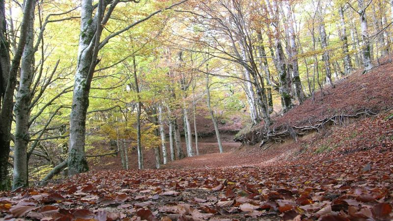 414489316 873115758151805 6683124628741358353 n bc21b546 - Aspromonte custode di uno dei più antichi latifoglie al mondo - 1 Aspromonte custode di uno dei più antichi latifoglie al mondo
