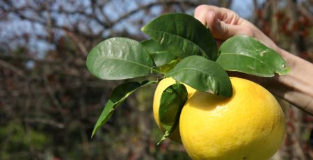 bergamotto 1536x1024 1 bcf47159 - Meraviglie di Calabria - 33