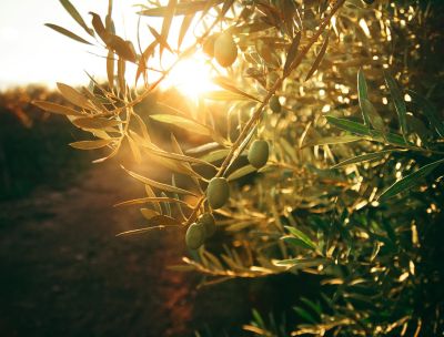 Olio di qualità, Cassano Ionio entra nell’Associazione Città dell’Olio