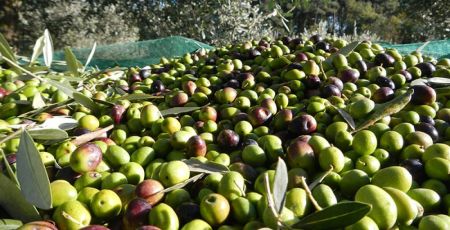 olive bd7c2f6b - Meraviglie di Calabria - 37